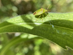 Ocirrhoe unimaculata