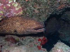 Gymnothorax flavimarginatus