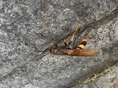 Tremex fuscicornis