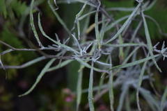 Senecio stoechadiformis