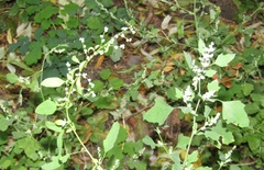Chenopodium ucrainicum