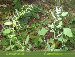 Chenopodium opulifolium