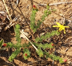Jamesbrittenia aurantiaca