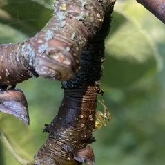 Enoplognatha ovata