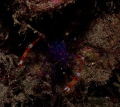 Stenopus tenuirostris