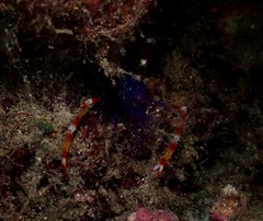 Stenopus tenuirostris