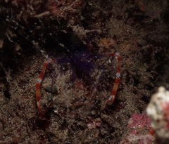 Stenopus tenuirostris
