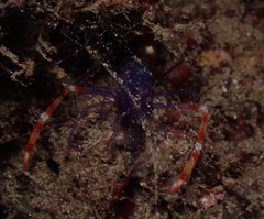 Stenopus tenuirostris