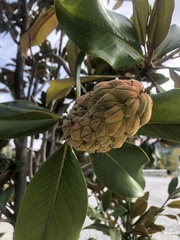 Magnolia