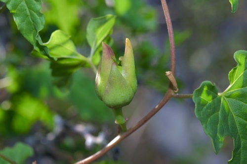 Image of Ipomoea rupicola by (c) Michelle W. （鍾偉瑋）, some rights reserved (CC BY)