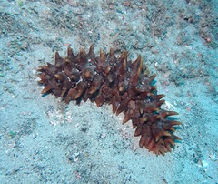 Stichopus pseudohorrens