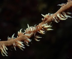 Pontonides ankeri