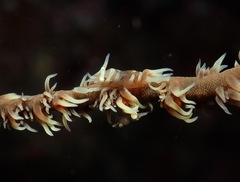 Pontonides ankeri