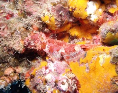 Scorpaenidae