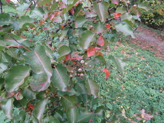 Pyrus boissieriana