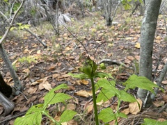 Tacca leontopetaloides