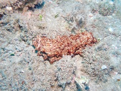 Stichopus pseudohorrens