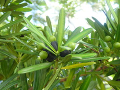 Podocarpus costalis