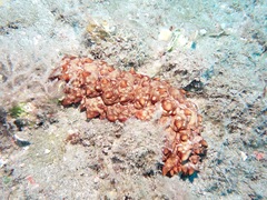 Stichopus pseudohorrens