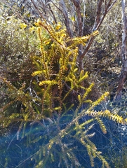 Lepidothamnus intermedius