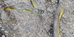 Dendrelaphis punctulatus