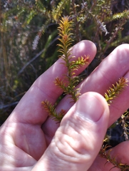 Lepidothamnus intermedius