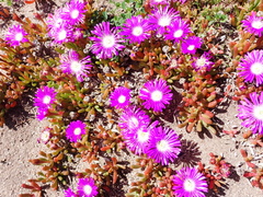 Disphyma crassifolium