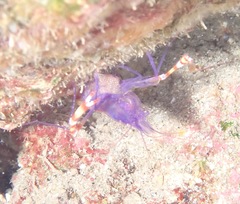 Stenopus tenuirostris