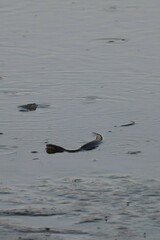 Nerodia erythrogaster