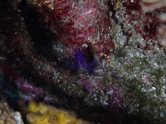 Stenopus tenuirostris