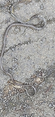 Dendrelaphis punctulatus