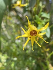 Anthocercis ilicifolia