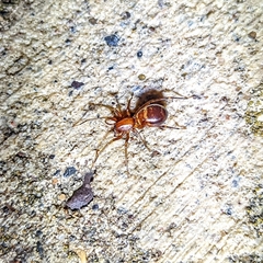 Castianeira gertschi