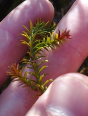 Lepidothamnus intermedius