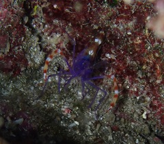 Stenopus tenuirostris
