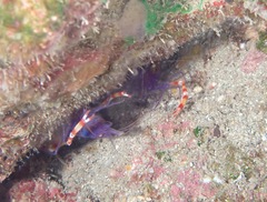 Stenopus tenuirostris