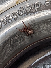 Scotophaeus pretiosus