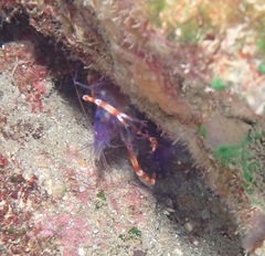 Stenopus tenuirostris