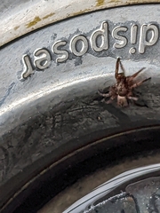 Scotophaeus pretiosus