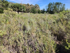 Cliffortia ruscifolia