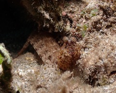 Pseudosquilla ciliata