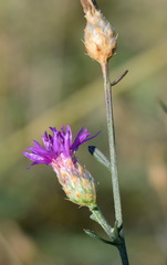 Centaurea sterilis