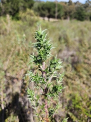 Cliffortia ruscifolia