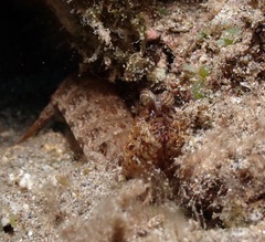 Pseudosquilla ciliata