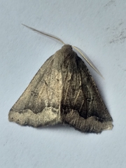 Aethiopodes
