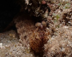 Pseudosquilla ciliata