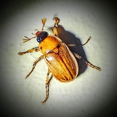 Cyclocephala lurida
