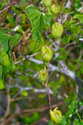 Image of Ipomoea rupicola by (c) Michelle W. （鍾偉瑋）, some rights reserved (CC BY)