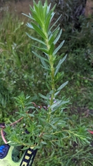 Lythrum hyssopifolia