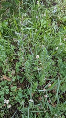 Lythrum hyssopifolia